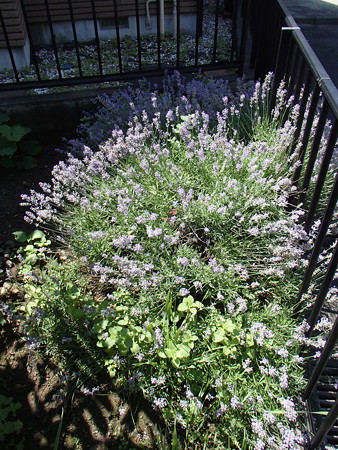 P6133788