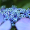 花盛り