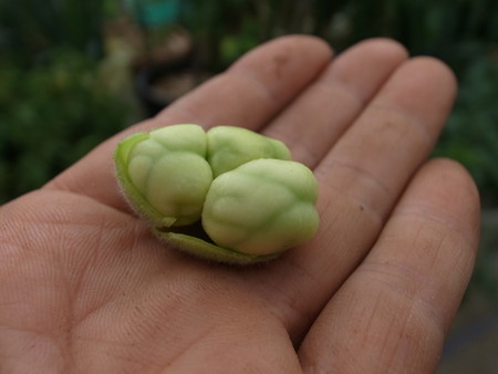ひよこ豆栽培方法 暇人主婦の家庭菜園 楽天ブログ