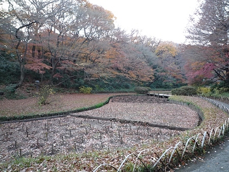 shoubu01