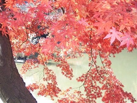 071125YAKUSHIIKE (30)