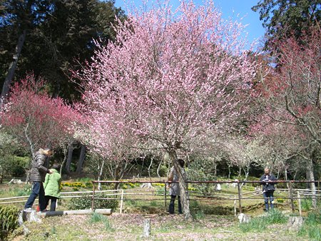 石山寺 023