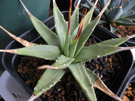 Agave utahensis