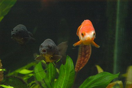 記念写真っぽく