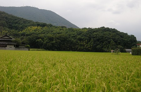 秋ちかし