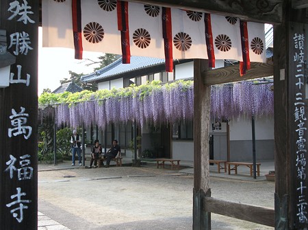 財田町　万福寺の藤棚