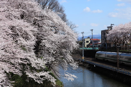 桜満開の中を疾走するつばさ