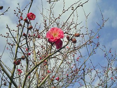 20090107-日本平梅林 (2)