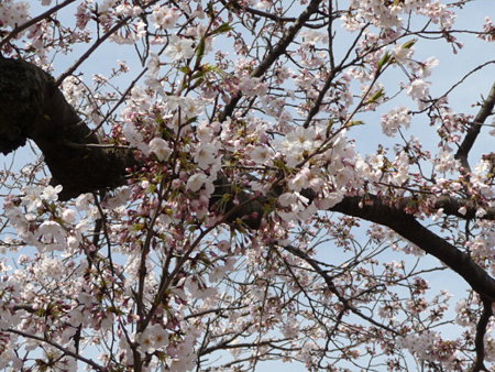 090403-段葛 (5)