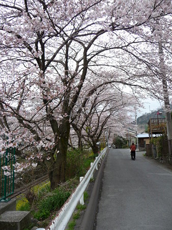 090405-山北駅桜並木