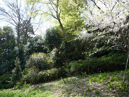 090409-野毛山動物園の桜 (9)