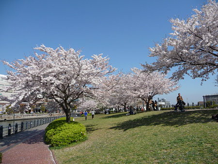 090409-MM21 汽車道と桜 (6)