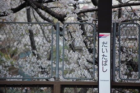 代田橋駅の桜