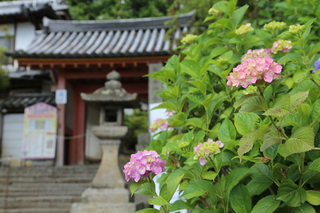 矢田寺の紫陽花
