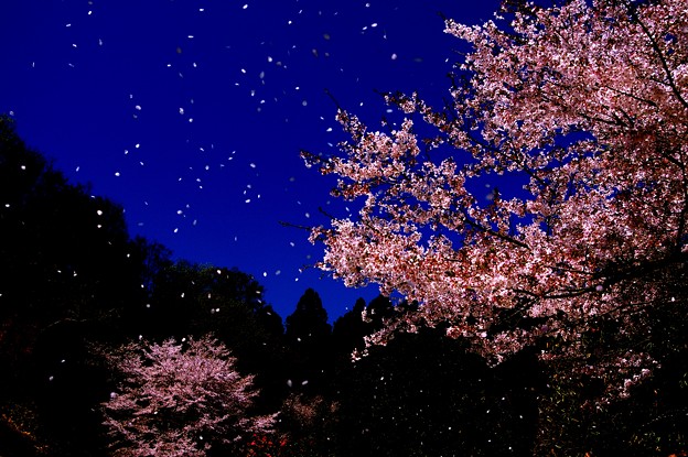 桜吹雪 写真共有サイト フォト蔵