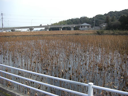 蓮池