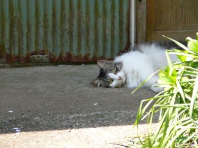 観音山猫2