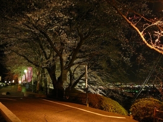 夜桜