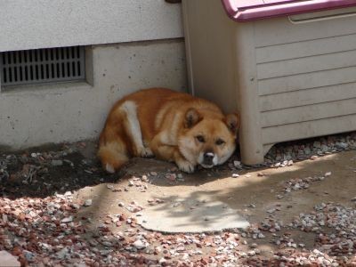 看板ワンコ