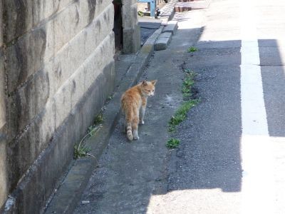 ぶらり猫