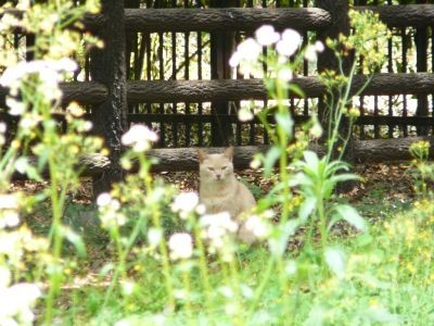 花猫