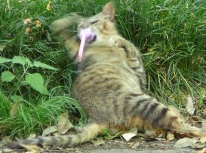 逃がさん8