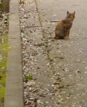 たたずみ猫