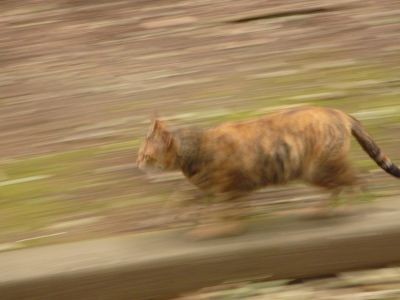 たたずみ猫2
