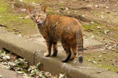 たたずみ猫3