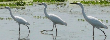 サギ2