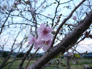 寒桜