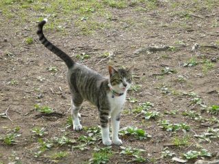 猫シッポ細
