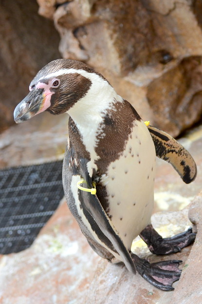 どの水族館でも見かける