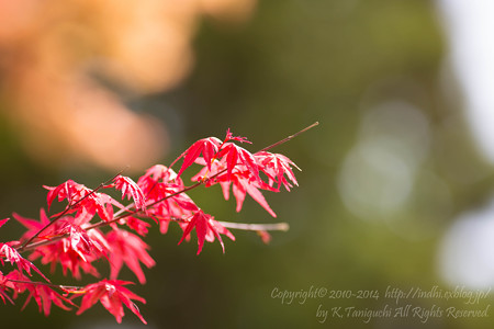春紅葉