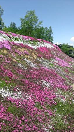 三島さん家の芝桜