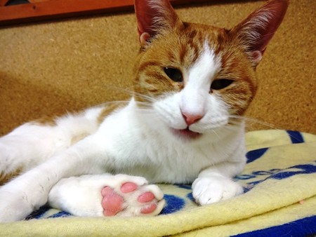 オリーブ「お申込み、受付中よ♪」