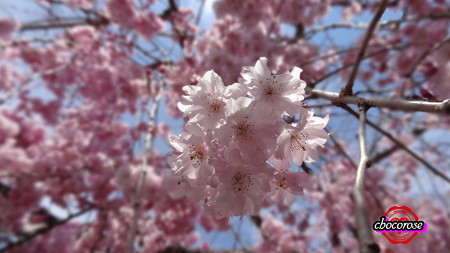 枝垂れ桜(1)