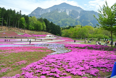 羊山公園の芝桜