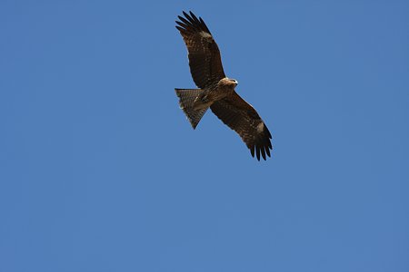 2009.01.25　山下公園　鳶