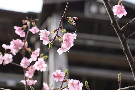 2009.02.28 笠森観音 観音堂 河津桜