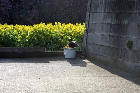 2009.03.19　追分市民の森　身を潜める黒猫
