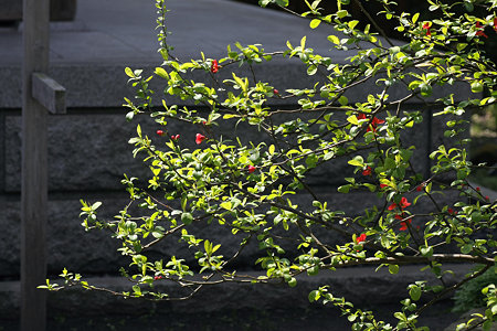 2009.03.21　寶戒寺　木瓜　あか