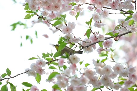 2014.04.14　和泉川　サクラにメジロ