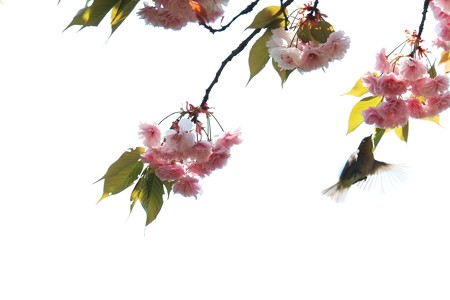 2014.04.25　和泉川　ヤエザクラにメジロ