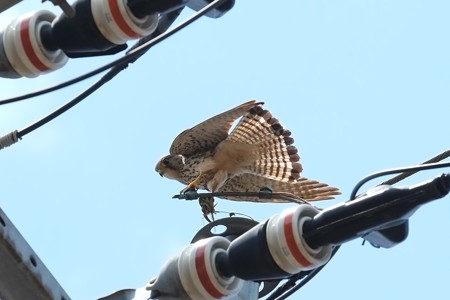 2014.04.28　追分市民の森　電柱でチョウゲンボウ　獲物はトカゲ
