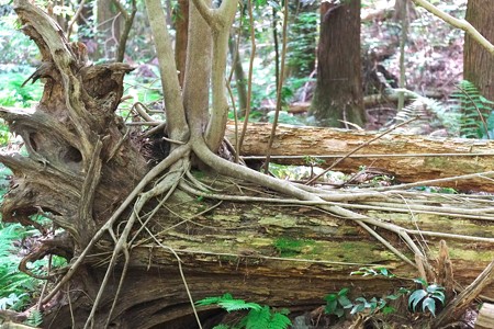 2014.05.19　瀬谷市民の森　倒木の上から根を張って