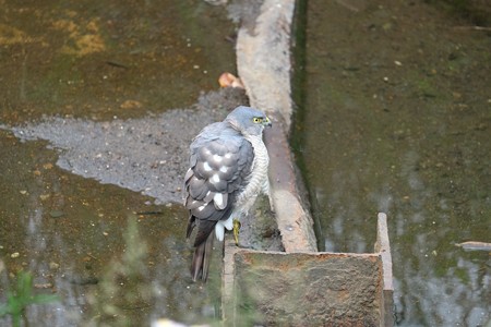2014.05.20　和泉川　ツミ