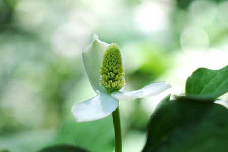 2014.06.01　瀬谷市民の森　ドクダミ　光背
