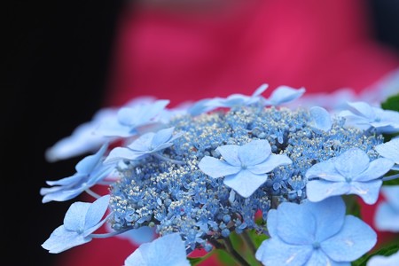2014.06.17　鎌倉　長谷寺　紫陽花　長谷の潮騒