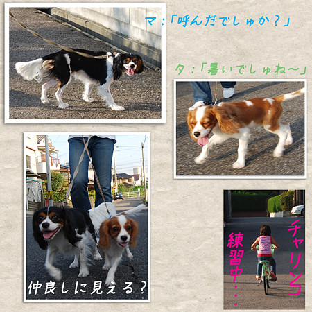 お散歩